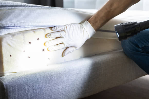 Best Best Pest Control Companies  in Star City, WV