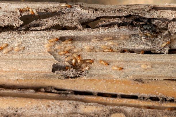 Best Pest Prevention Services  in Star City, WV